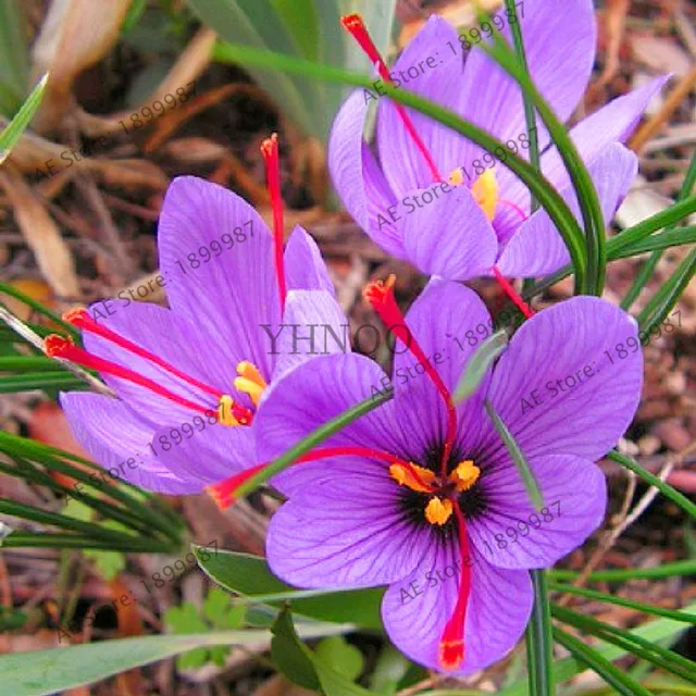 107pcs/bag Saffron Plant,Saffron Flower Plantas,Saffron