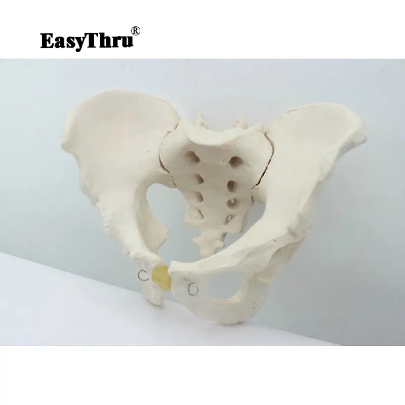 

PVC Hi-Q Human Anatomy Pelvis Model Medical Male Human body Model Didactic Skull Medical Science Mannequin Body Handmade