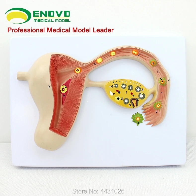 ENOVO Embryo model of embryo development process in human embryo development process budget process in ethiopia