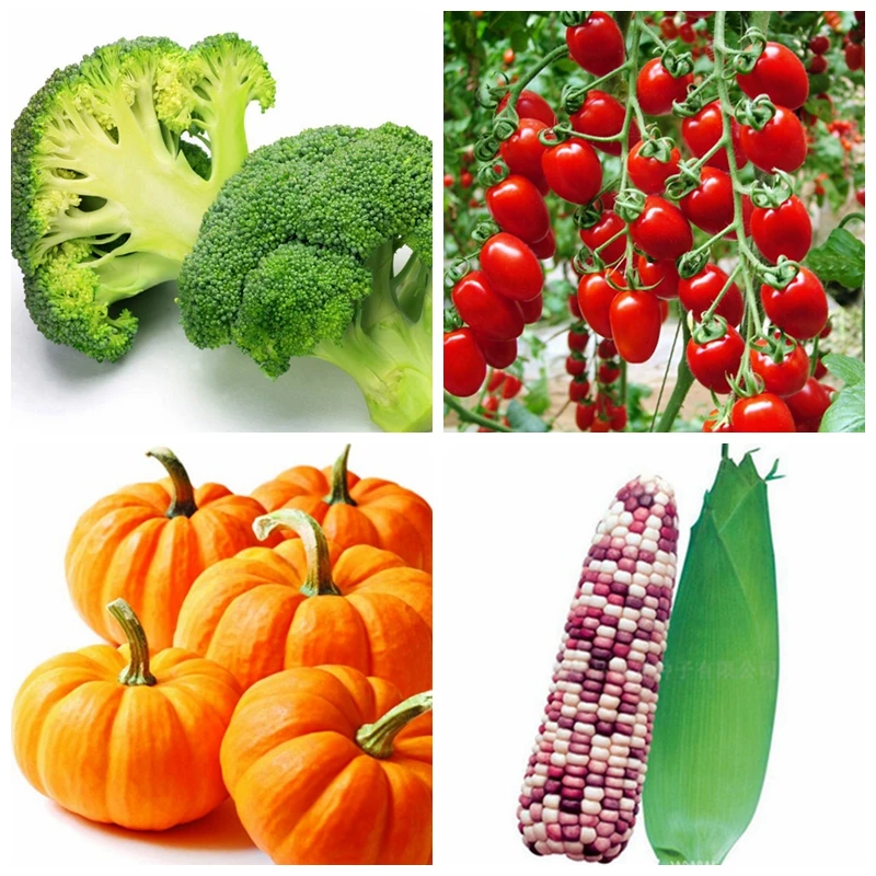 Marseed Wholesale 300 unids Plantas Vegetales 100% Natural Calabaza