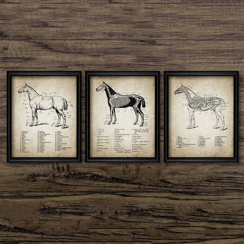 Us 2 66 20 Off Vintage Horse Anatomy Canvas Posters Print Ilration Wall Art Painting Equestrian Pictures Home Room Decor In Us 2 66 20 Off Vintage Horse Anatomy Canvas Posters Print Ilration Wall Art Painting Equestrian Pictures Home Room Decor In