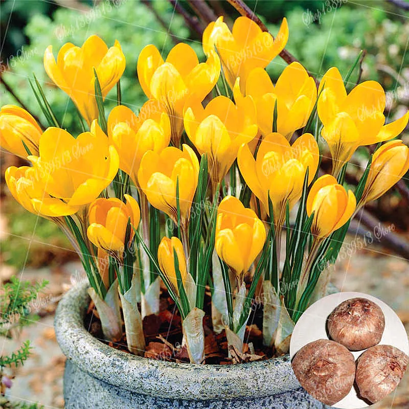 

2 Pcs Saffron Bulbs Plant Netherlands Crocus Sativus Flower Rare Plant Bonsai Flower Flowering Plants Bulbs Fresh Bonsai