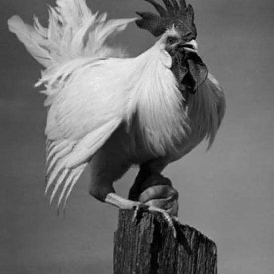 Rooster perching on a tree stump Poster Print (18 x 24)
