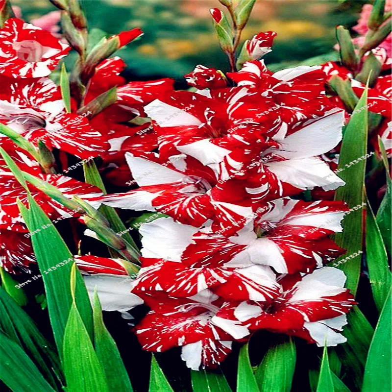 50 Pcs Rare Striped Gladiolus Sword Lily Garden Plant Flowers Orchid