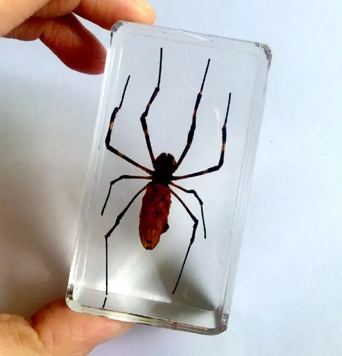 

FREE SHIPPING Hand Attractive Specimen Real Cool Spider Gift