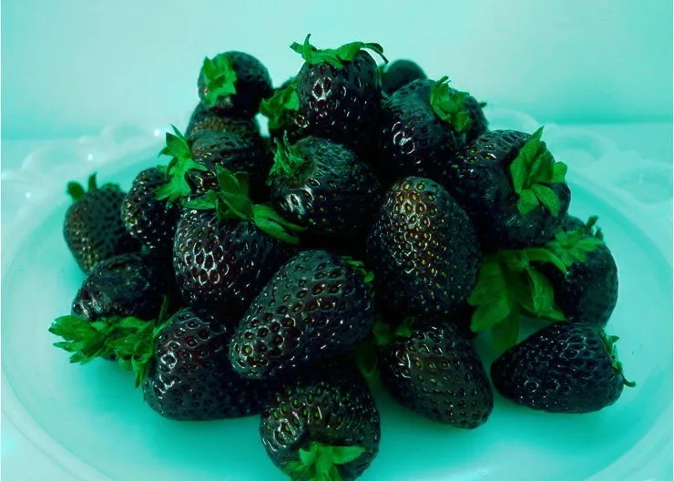 500 Pcs Strawberry Seeds Fragaria Fruit Seeds For Home Garden HTB15Xm3IVXXXXb6XXXXq6xXFXXX2 - 500 Pcs Strawberry Seeds Fragaria Fruit Seeds For Home Garden