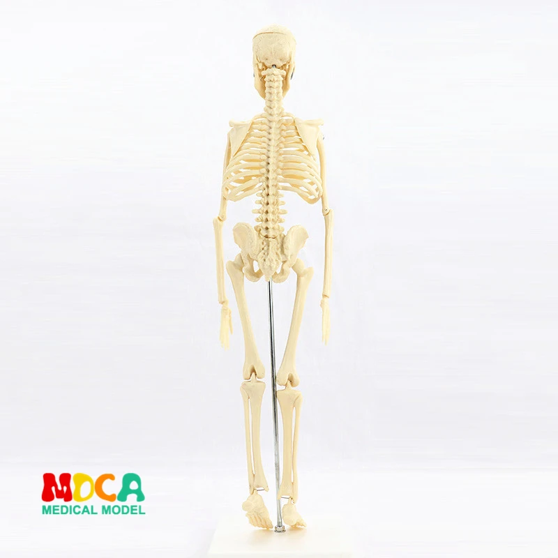 Médico para Artes Plásticas e Medicina Modelo de Esqueleto Padrão 45 cm Humano. Mgg101 5 Padrão médico para belas artes e medicina