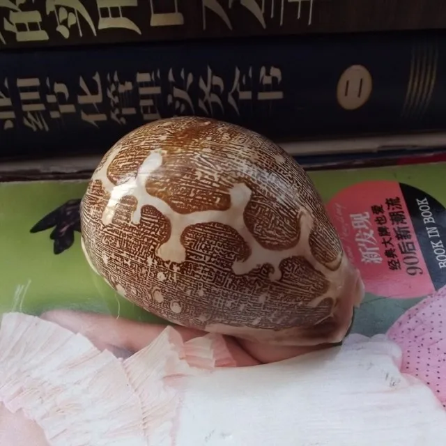 

1pcs Natural conch shell map po lo shell aquarium fish tank yangtz wedding decoration