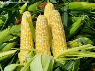 

Freese Super Sweet fruit green vegetable bonsai corn bonsai 5 bonsai