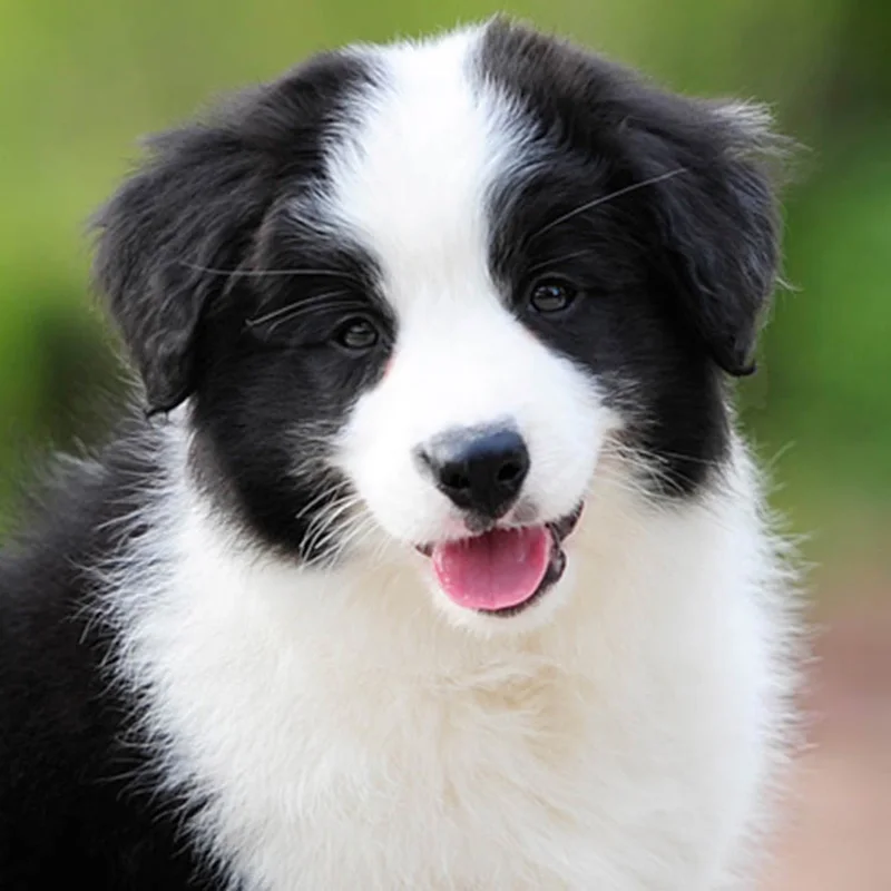

Cute Collie Dog Diamonds Painting Full Diamonds Wall Stickers Diamonds Rhinestone Cross Stitch DIY Mosaic Drill Painting Decor