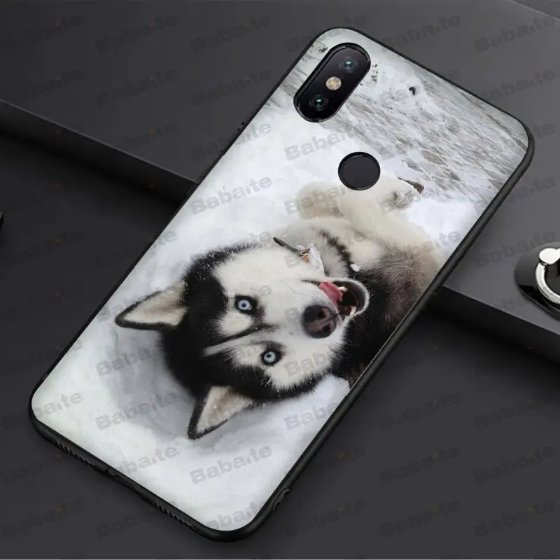 Animal Husky cute Puppy Dog