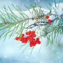 Hawthorn деревья в снегу DIY живопись по номерам 24 цвета пигментная кисть Искусство Ручная роспись креативная цифровая картина маслом