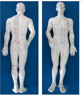 

Meridian Model Human Acupuncture Meridian Points Model Male and Female Acupoint Model Medical Education Teaching Appliances
