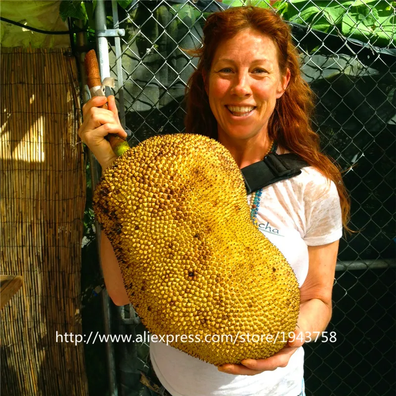 Buy 10pcs Honey Jackfruit Seeds Tropical Fruit Seed