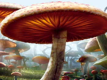 

Horizontal Art fabric Party photography backdrops fairy tale mushroom photo background for portrait XT-3850