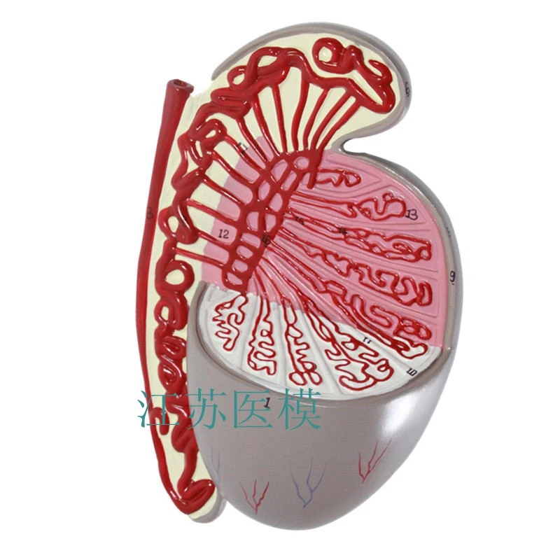 Яичка увеличить модель яичек Анатомия мужской репродуктивной модели