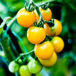 ZLKING 100 шт Желтый органического помидора многолетнее овощи Бонсай для посадки в саду Plantas Naturais