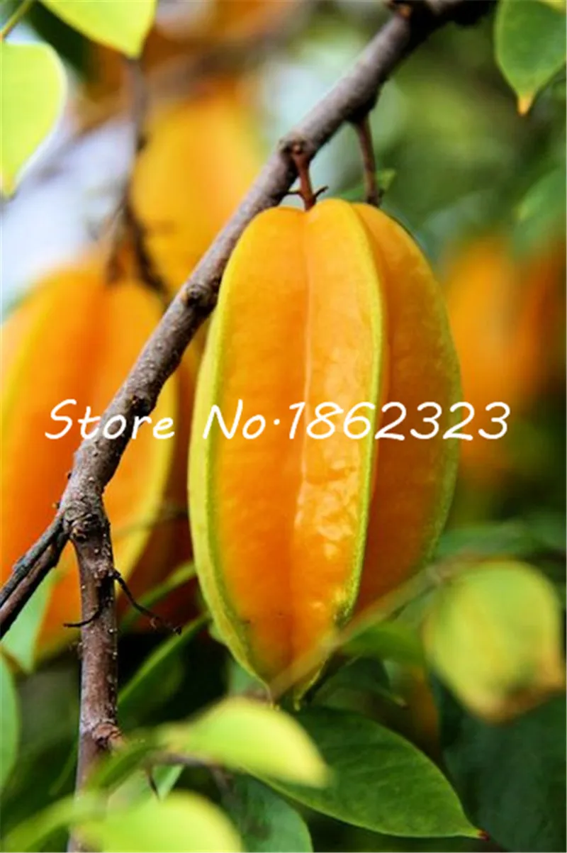 100 Pcs Imported Carambola Bonsai Star Fruit Tree Shrub Organic