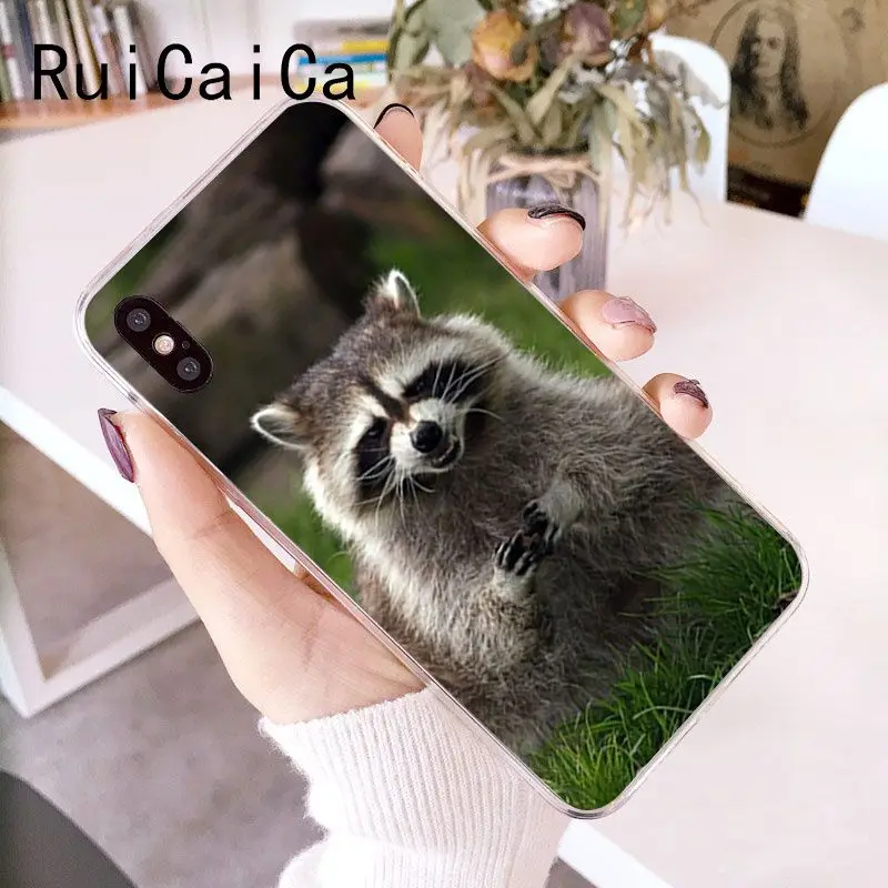 Animal Raccoon Fox