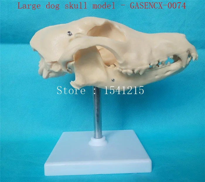 

Animal skeleton anatomy model veterinary Medical teaching aids Pet Dog anatomical Large dog skull model - GASENCX-0074