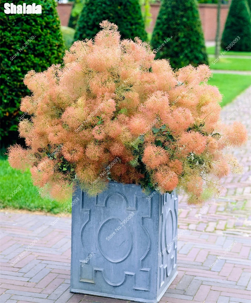 лагерстремия индийская дерево. семейный куст. человек поливает дерево. фотосессия в сирени. семейный куст.