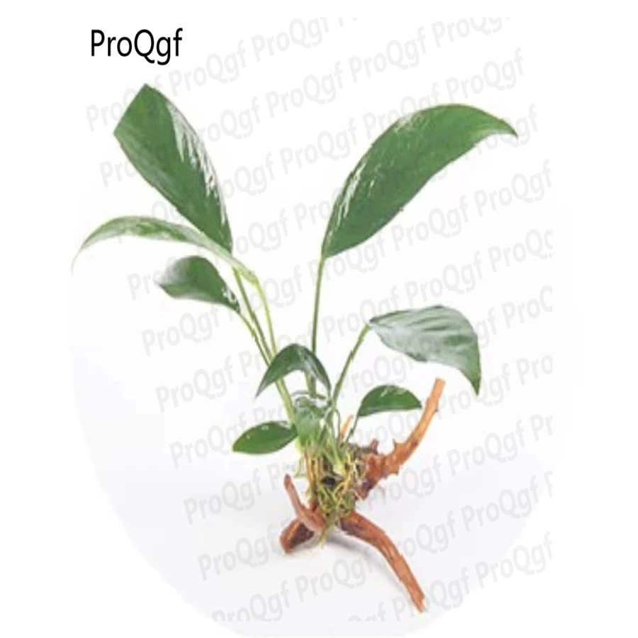 

Ngryise 2Pcs A Set anubias hastifolia