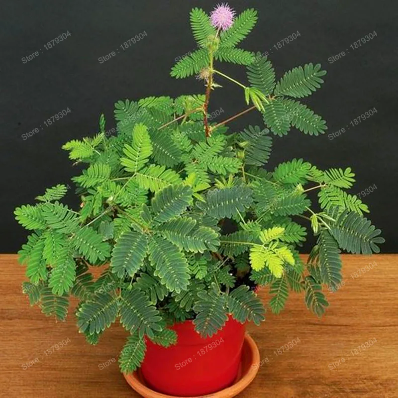 Многолетний Mimosa Pudica Цветочный ЗАВОД Бонсай Mimosa цветок Флорес для дома сад разумный листва цветок предсказать землетрясение 200