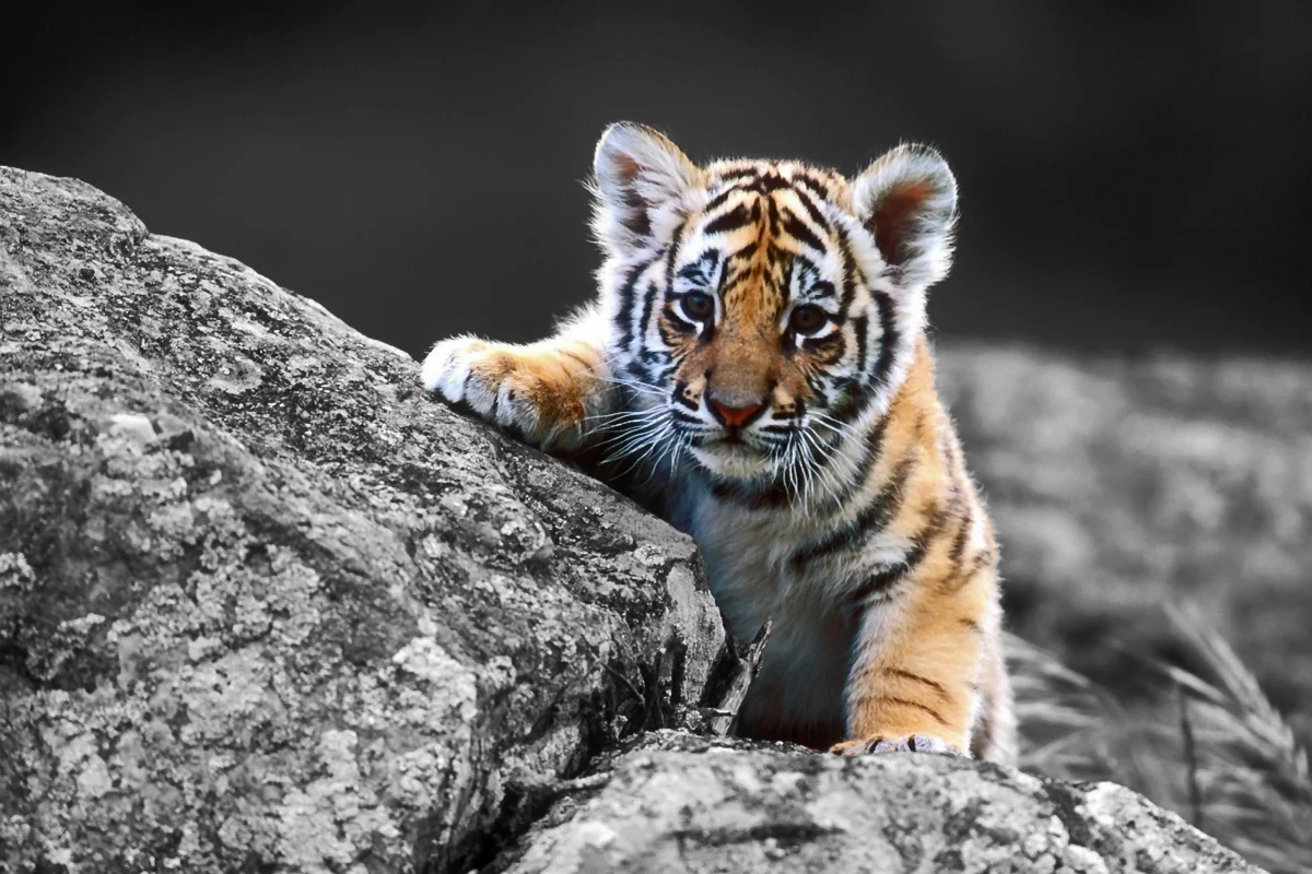 Kecil Yang Lucu Tiger Cub Kecil Wallpaper Hewan Predator EA169 Ruang