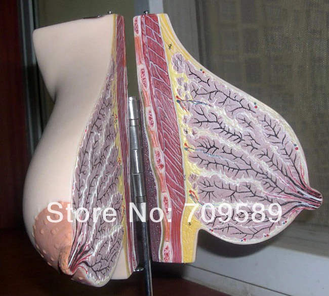

ISO Mammary Gland in Lactation Period, Anatomical Section Model of Female Breast