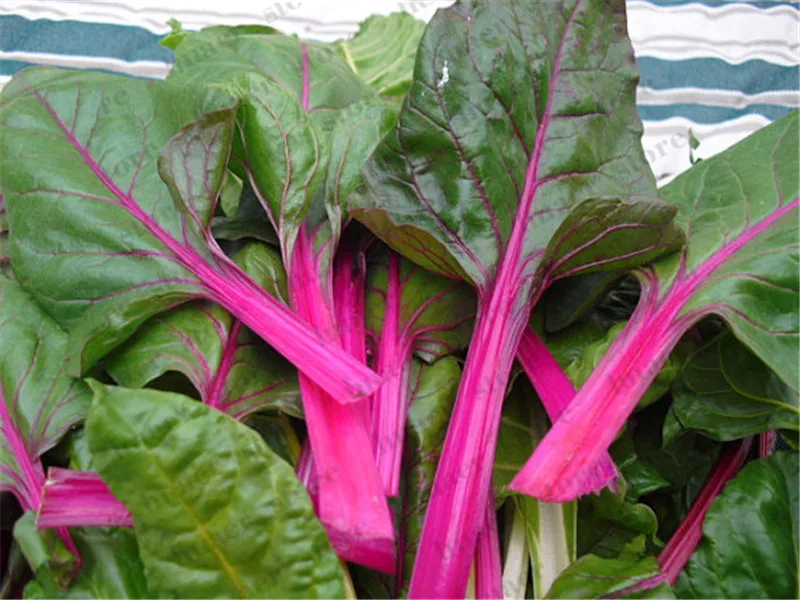 

50Pcs Spinach Bonsai Four Seasons Sowing Easy To Grow Vegetables Plant Round Leaf Nutrition And Health Food For Home Garden