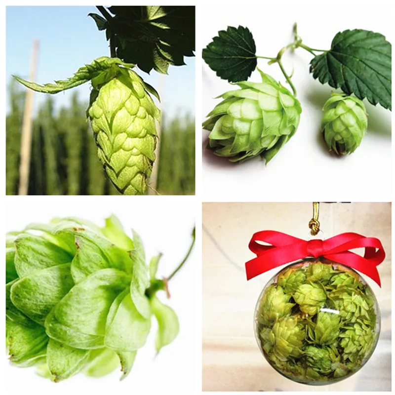 

50 pcs/ bag Exotic Hops Plant Humulus Lupulus Outdoor The Brewing Beer Plant or Tea Herb Brew GERMAN MAGNUM HOP Free Shipping