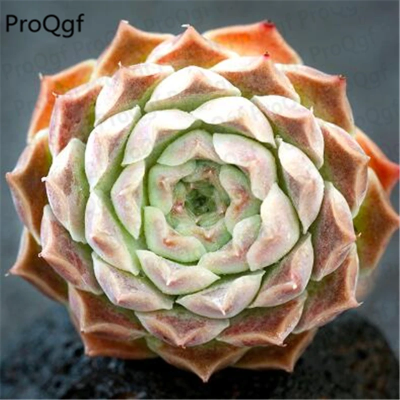 

2Pcs A Set Echeveria Gilo Plant Ginmei Tennyo
