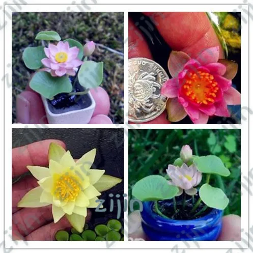 

10Pcs/Bag Lotus Flower, Mini Lotus Bonsai Aquatic Plants Bowl Lotus Water Lily Flores Perennial Plant For Home & Garden Decorat