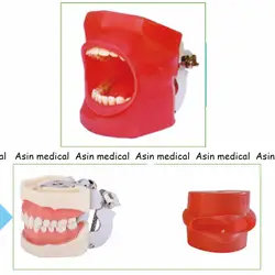 Высокое качество устные моделирования практика Системы Стоматологическая Phantom голову для Стоматологической школы