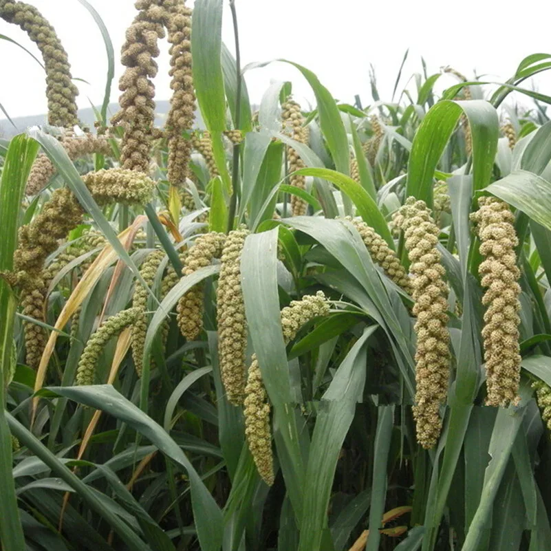 Quality forage Cereals seed Small millet seeds High yield for home