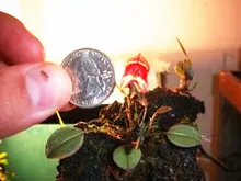 11.11 Специальные продукты!! 100 Шт. Семена Мини Бонсай Орхидеи Семена в Помещении Дома Миниатюрный Цветочный Горшок Сад Растения Four Seasons Красоты