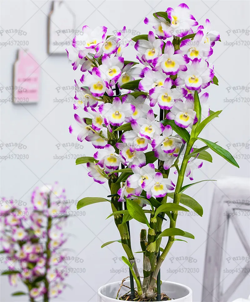 Bonsai 100 Pcs/bag Dendrobium Plants Potted Flower Bonsai Variety Complete The Budding Rate 95% Mixed Colors Sement Bonsai 100 Pcs/bag Dendrobium Plants Potted Flower Bonsai Variety Complete The Budding Rate 95% Mixed Colors Sement