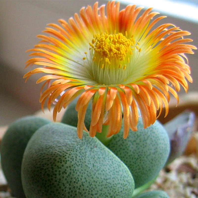 100pcs Mix Lithops bonsai Living Stones Flower Succulent Cactus Organic Plant Home Garden 100pcs Mix Lithops bonsai Living Stones Flower Succulent Cactus Organic Plant Home Garden