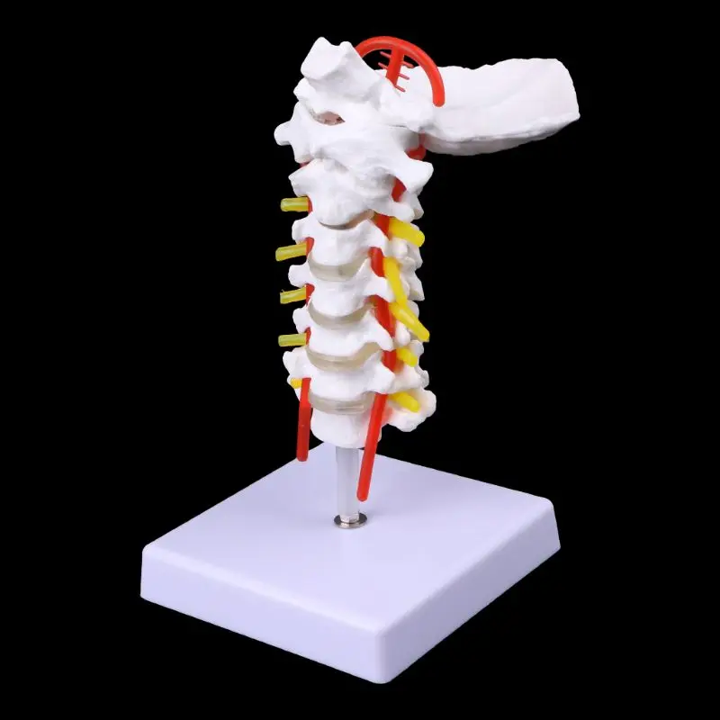 Шейные позвонки артерия позвоночника анатомическая модель в натуральную величину медицинские канцелярские принадлежности для школы