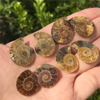

4 Pair Natural Rainbow Split Ammonite Fossil Specimen Ammolite Ocean Animal Snail Conch Madagascar Original Specimen Mineral