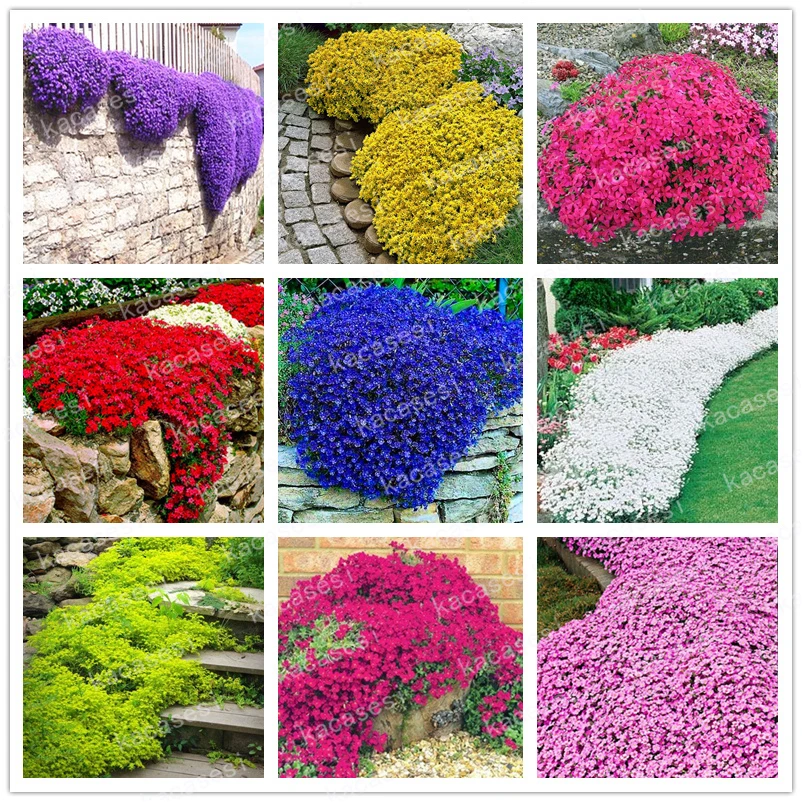 

100 Pcs/Bag Creeping Thyme bonsai, Rare Color ROCK CRESS plants - Perennial Ground Cover Flower Natural Growth For Home Garden