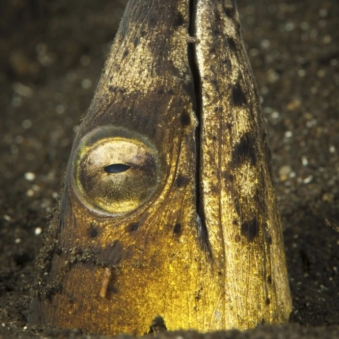Black-finned snake eel emerging from volcanic black sand Poster Print (22 x 34)