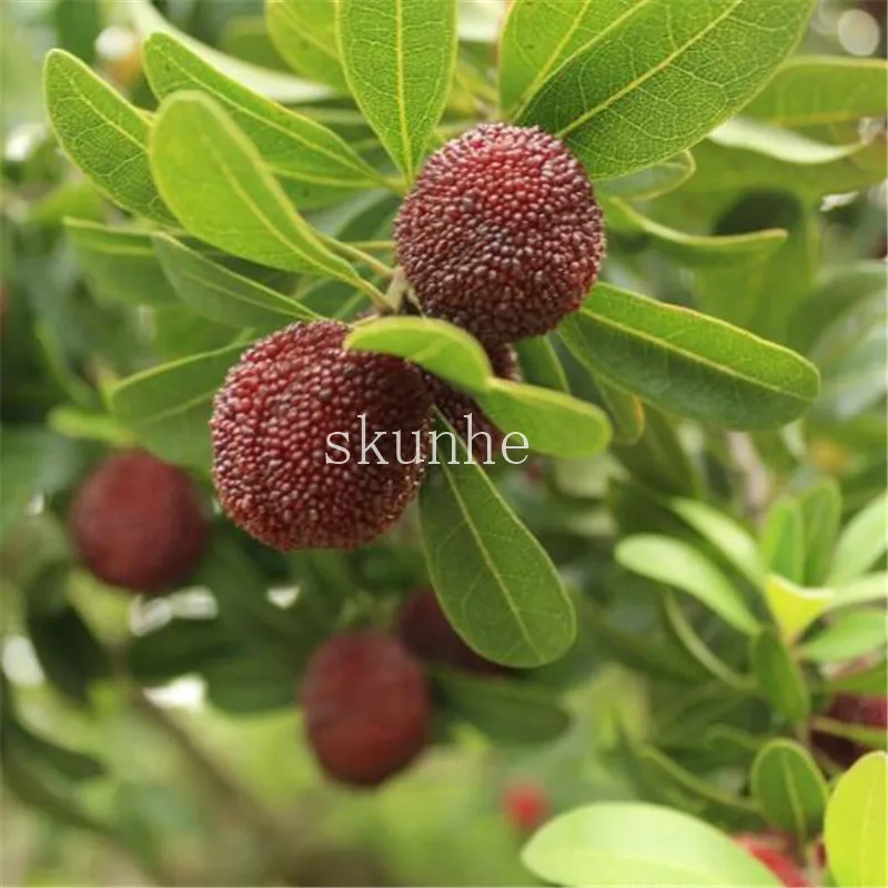 2pcs Arbutus Unedo Strawberry Tree Delicious Chinese Fruit bonsais For Healthy And Home Garden Easy Grow 2pcs Arbutus Unedo Strawberry Tree Delicious Chinese Fruit bonsais For Healthy And Home Garden Easy Grow