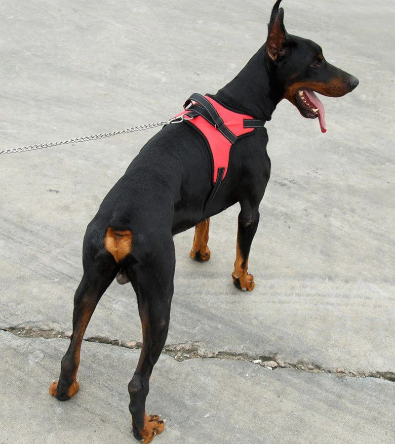 Нейлоновый собачий поводок 4 цвета S/M/L/XL Регулируемый для щенков, крупных собак поводки для собак Животные Pet Прогулки ремешок Товары для собак