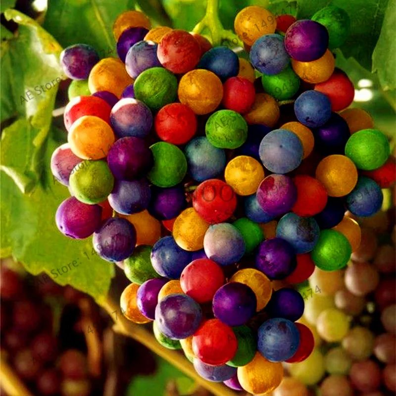 Sweet Grape Seeds 50Pcs Best Seeds Online Free Shipping Worldwide