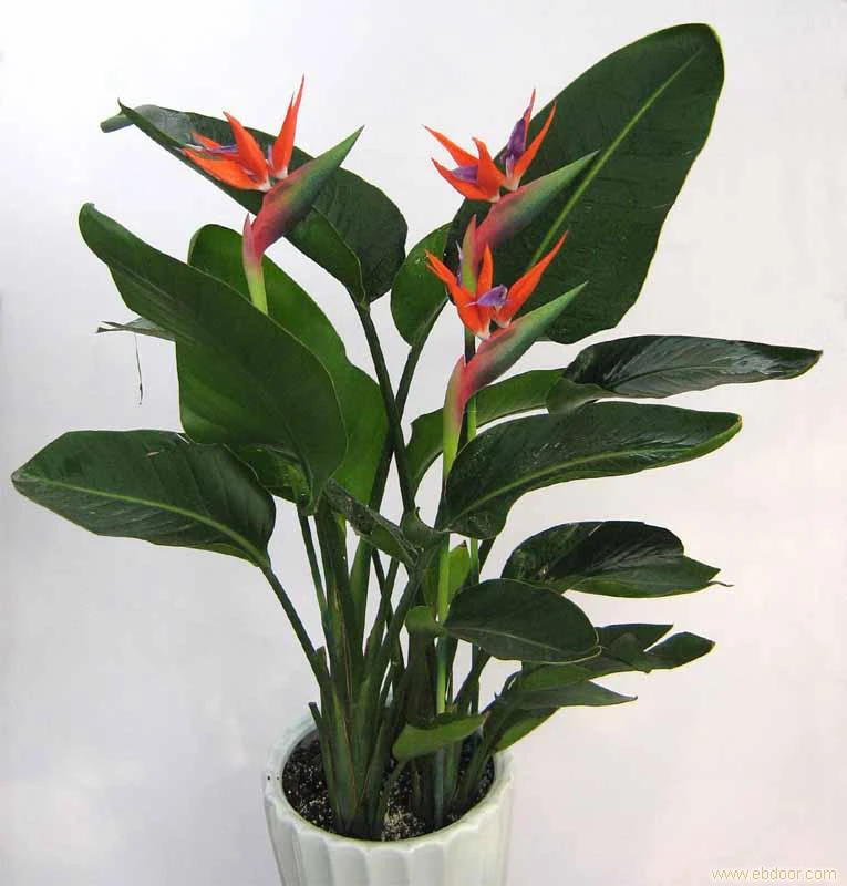 Bird of paradise large bonsai indoor flowers plant bonsai bird of paradisein Bonsai from Home