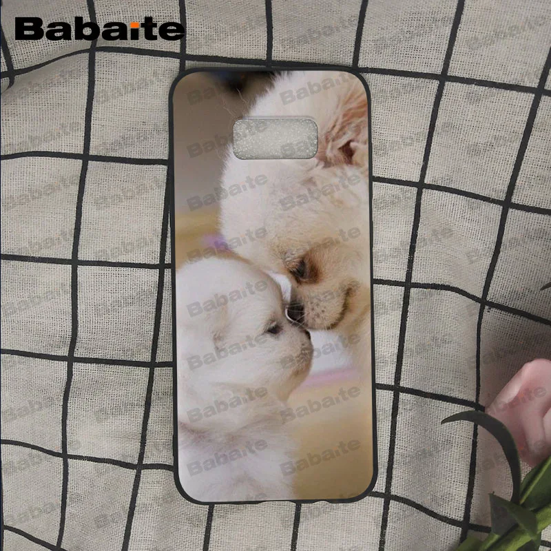 Pomeranian dogs puppy