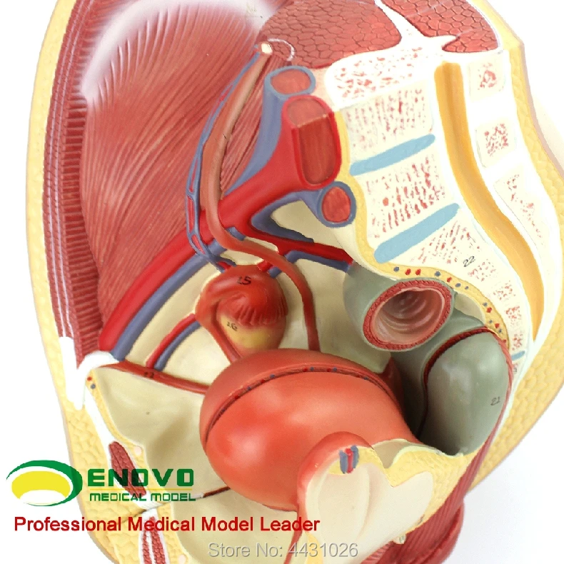 ENOVO модель анатомии таза для женщин, эмбрион для мочевой матки, эмбрион для детей, акушерство и обучение гинекологии