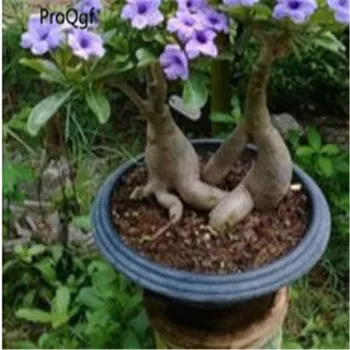 

Prodgf 3Pcs A Set beautiful light purple Adenium Desert Rose