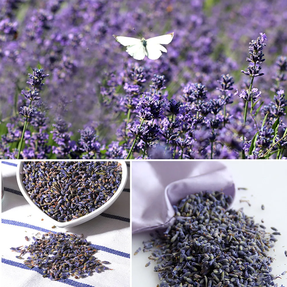 

Bulk Natural Strong Blue Dried Lavendar Buds Bulk Lavender Flower Blooms Gift